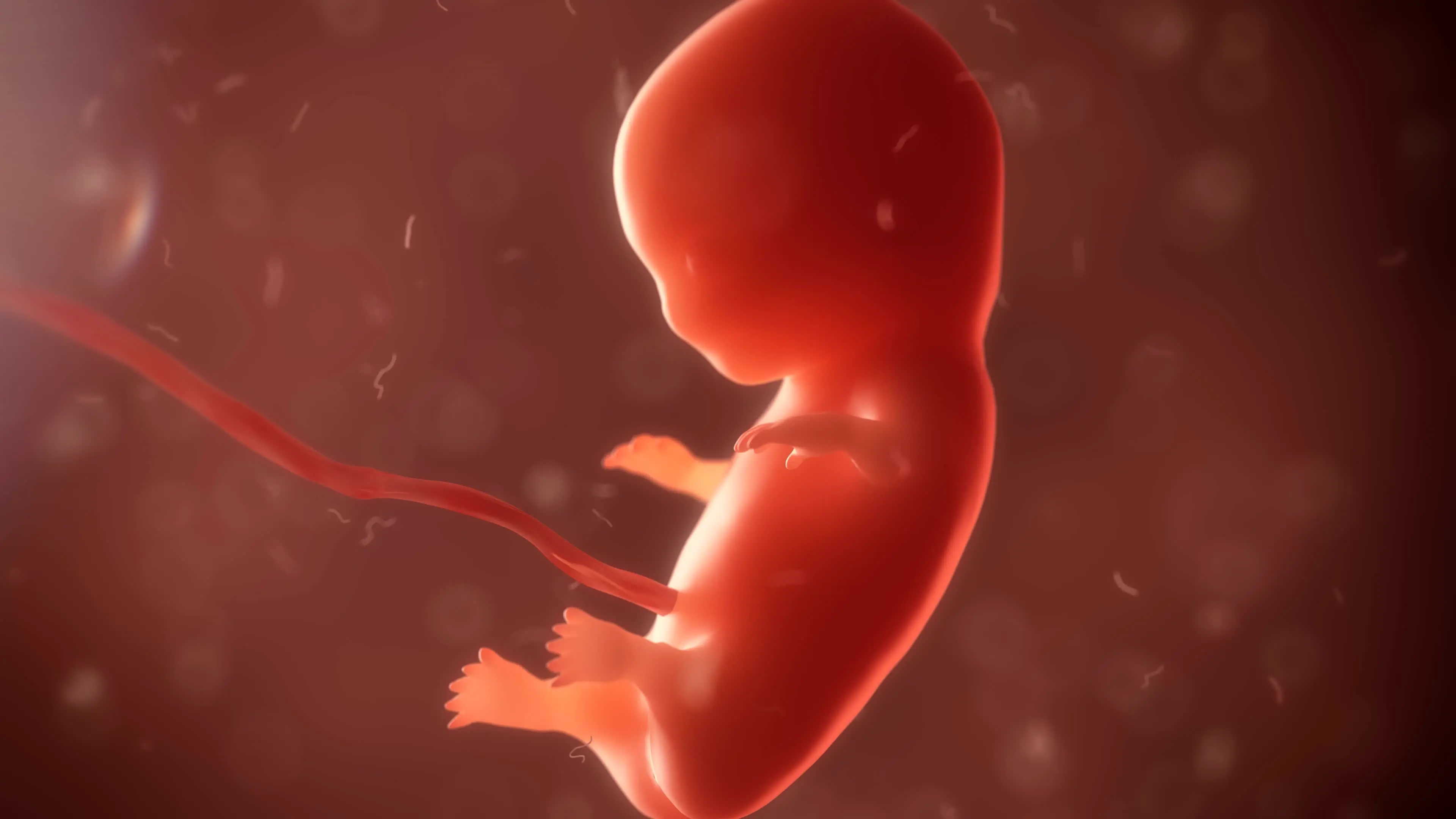 tiny fetus