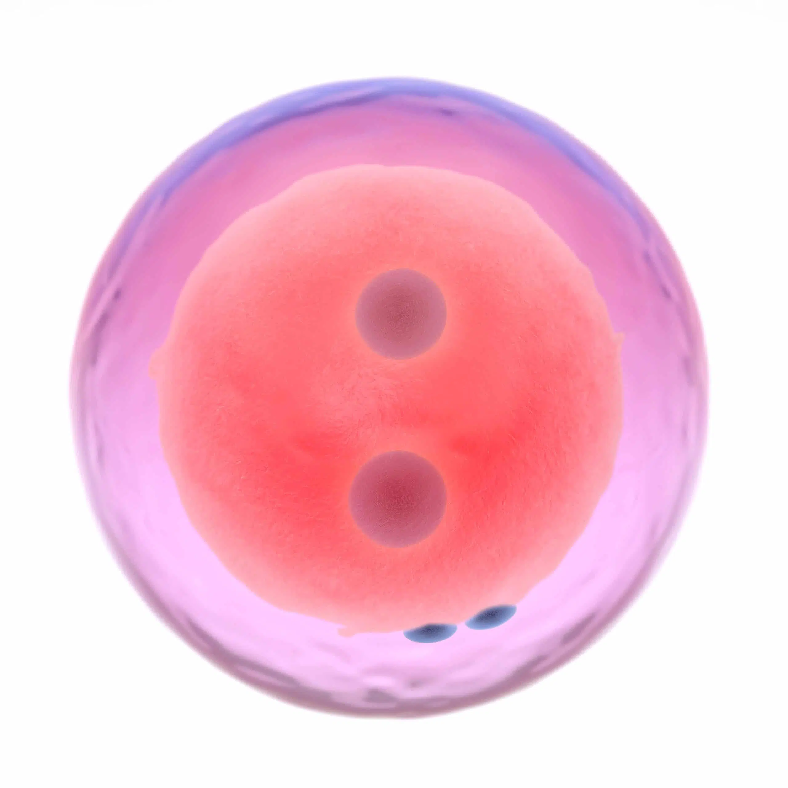 human zygote - stages of fetal development